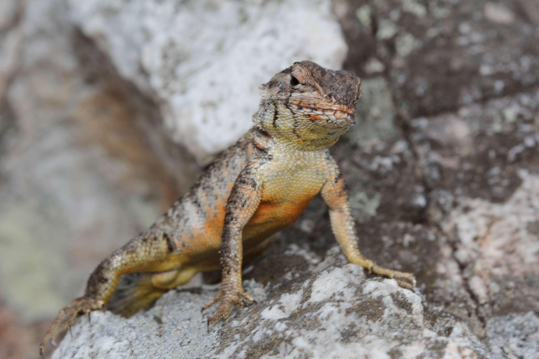 Imagem de Eurolophosaurus nanuzae (Rodrigues 1981)