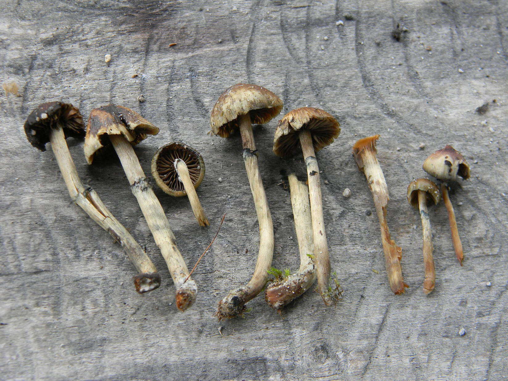 Image of Psilocybe caeruleoannulata Singer ex Guzmán 1978