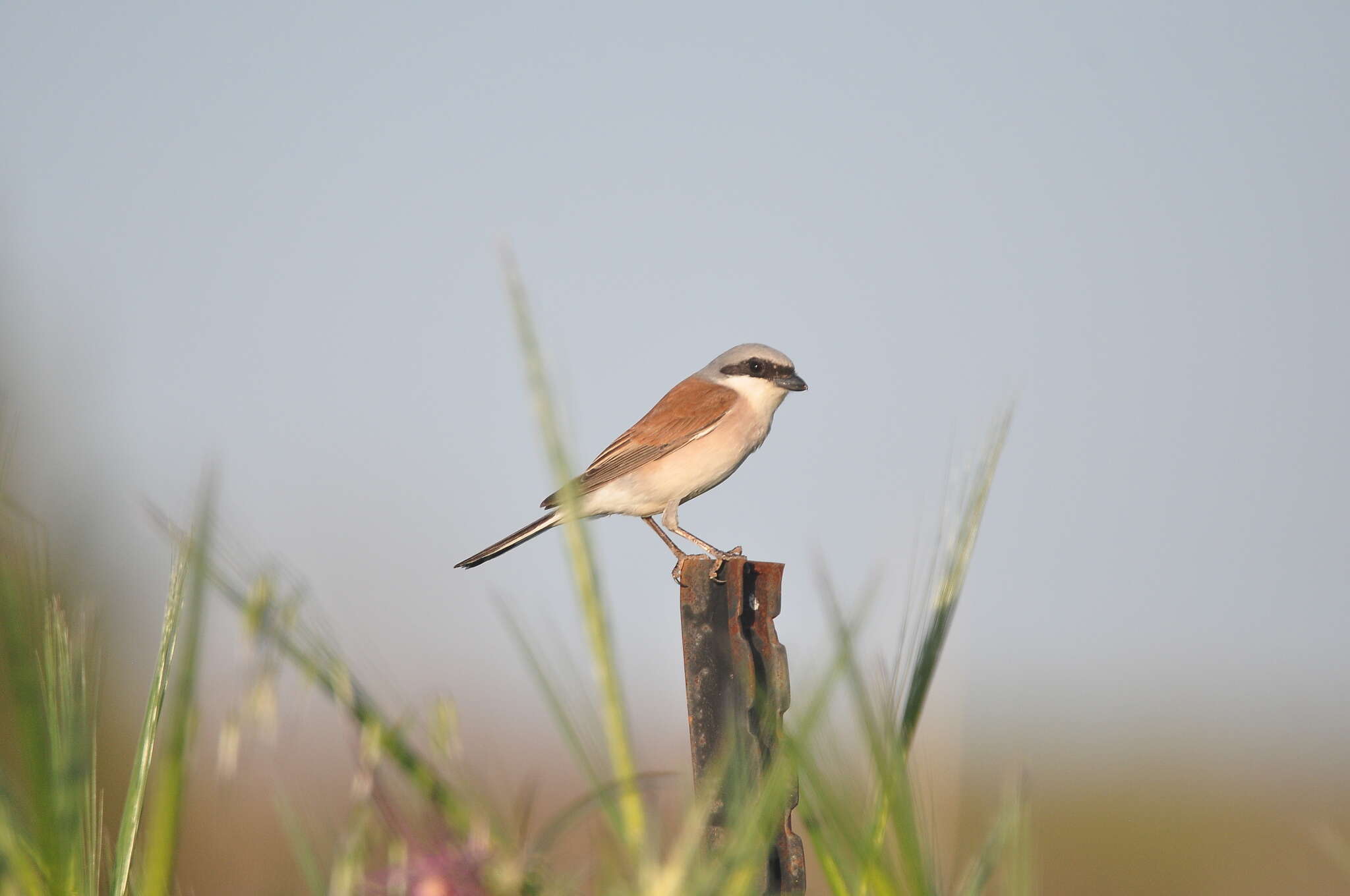 Image of Red-backed Shrike