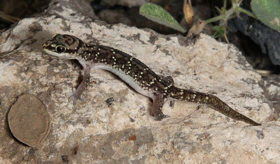 Image of Nyika Gecko