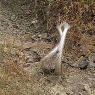 Imagem de Crotalus ruber lucasensis Van Denburgh 1920