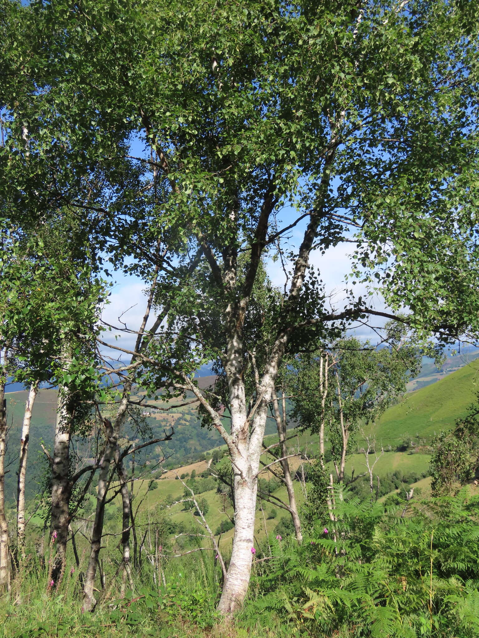 Image of Betula celtiberica Rothm. & Vasc.