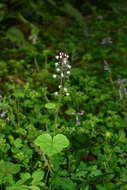 Image of Tiarella polyphylla D. Don