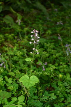 Image of Tiarella polyphylla D. Don