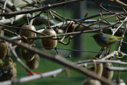 Image of Silvereye