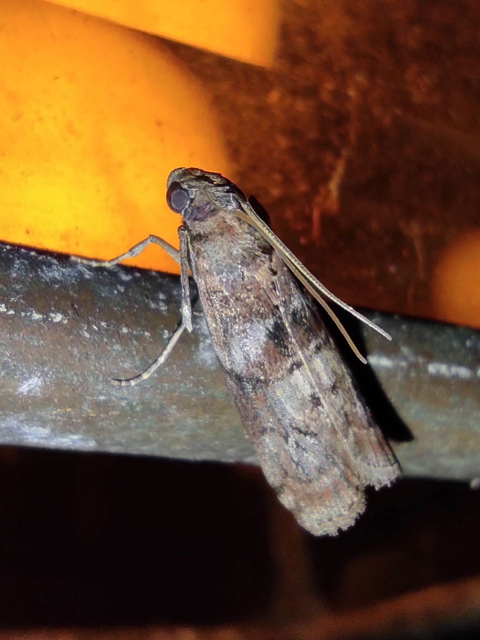 Image of Dotted Oak Knot-horn