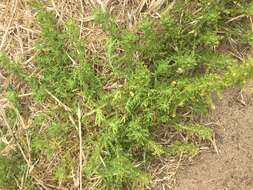 Image of cutleaf goosefoot