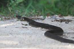 Image of Golden Spitting Cobra