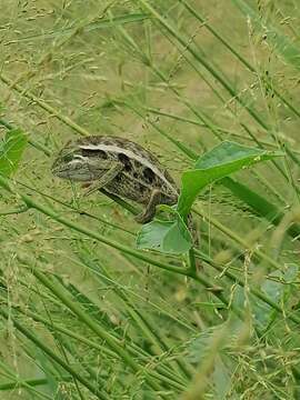 Image of Montane side-striped chameleon