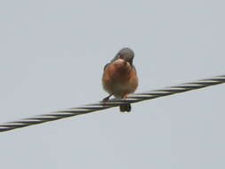 Image of Western Subalpine Warbler