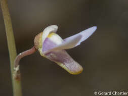 Image of Utricularia limosa R. Br.