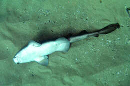 Image of blind sharks