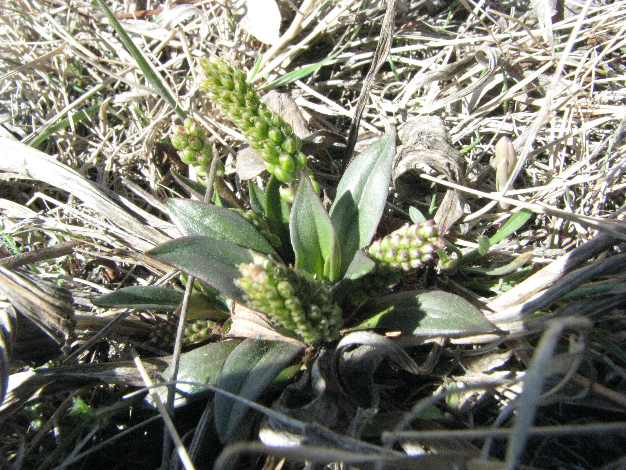 Image of redwool plantain