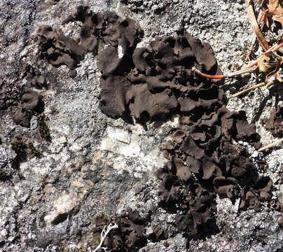 Image of Petaled rock tripe lichen