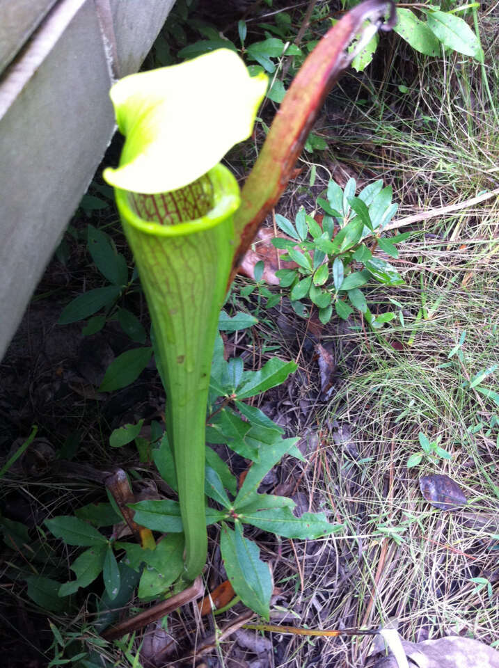 Image of Yellow Trumpets