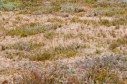 Image of Kittlitz's Plover