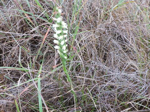 Spiranthes magnicamporum Sheviak的圖片