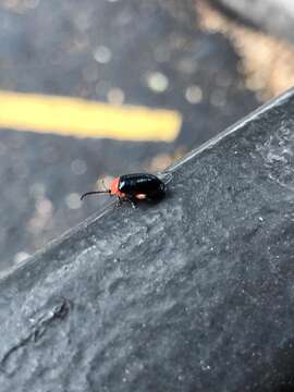 Image of Shiny Flea Beetle