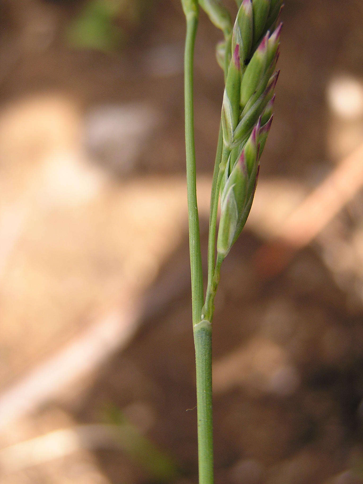 Image of munnik fescue