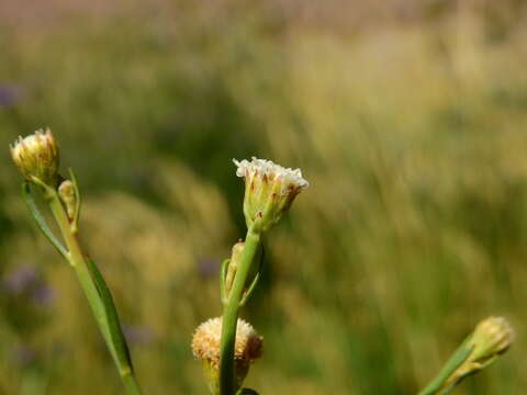 صورة Baccharis juncea (Lehm.) Desf.