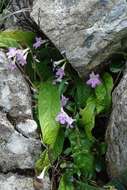 Plancia ëd Streptocarpus cyaneus subsp. cyaneus