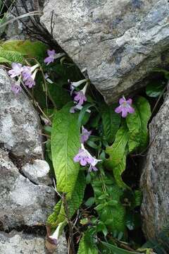 Image of Streptocarpus cyaneus subsp. cyaneus