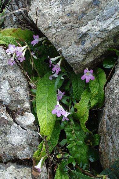 Plancia ëd Streptocarpus cyaneus subsp. cyaneus