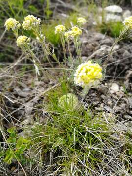 Sivun Alyssum lenense Adams kuva