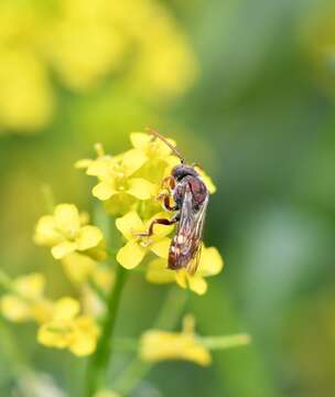 Image of Nomada cuneata (Robertson 1903)