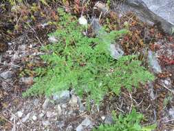 Image of carrotleaf biscuitroot