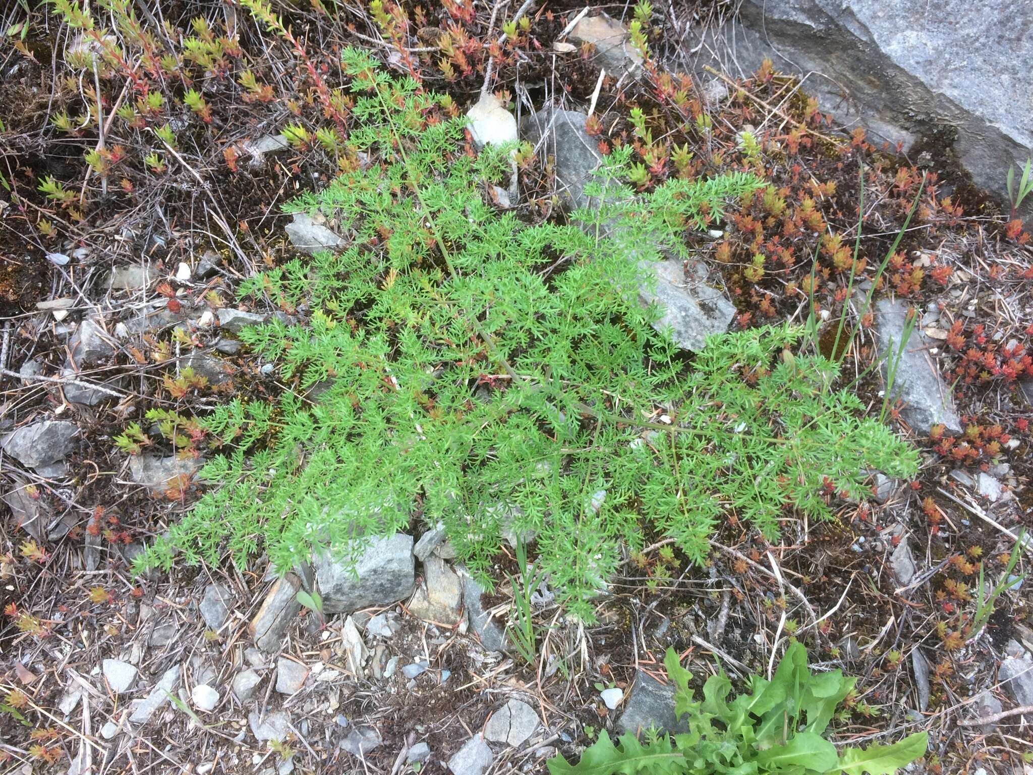 Image of carrotleaf biscuitroot