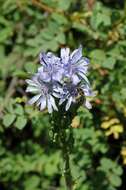 Image of Lactuca soongorica