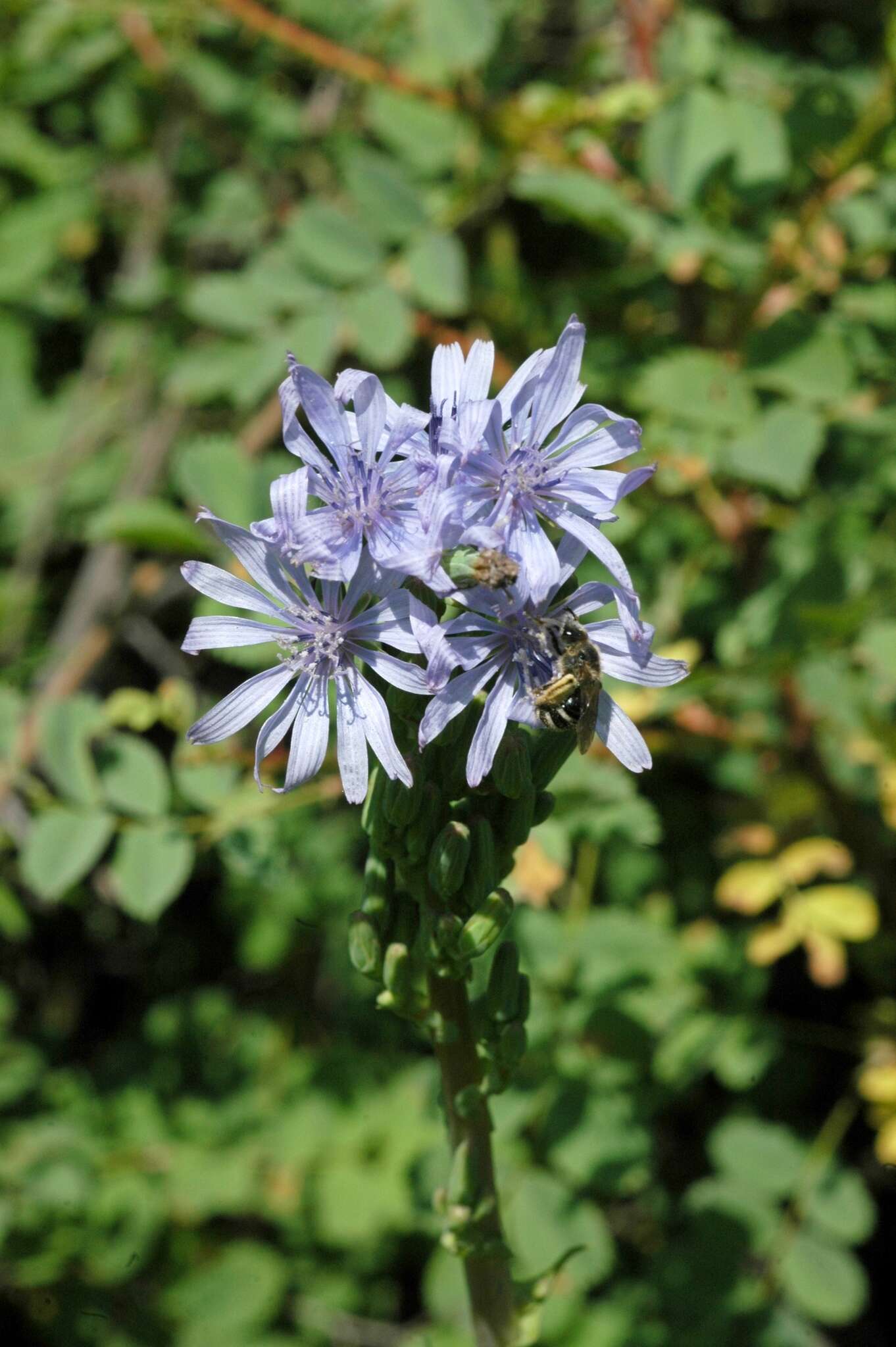 Plancia ëd Lactuca soongorica