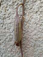Image of Eulophia cristata (Afzel. ex Sw.) Steud.