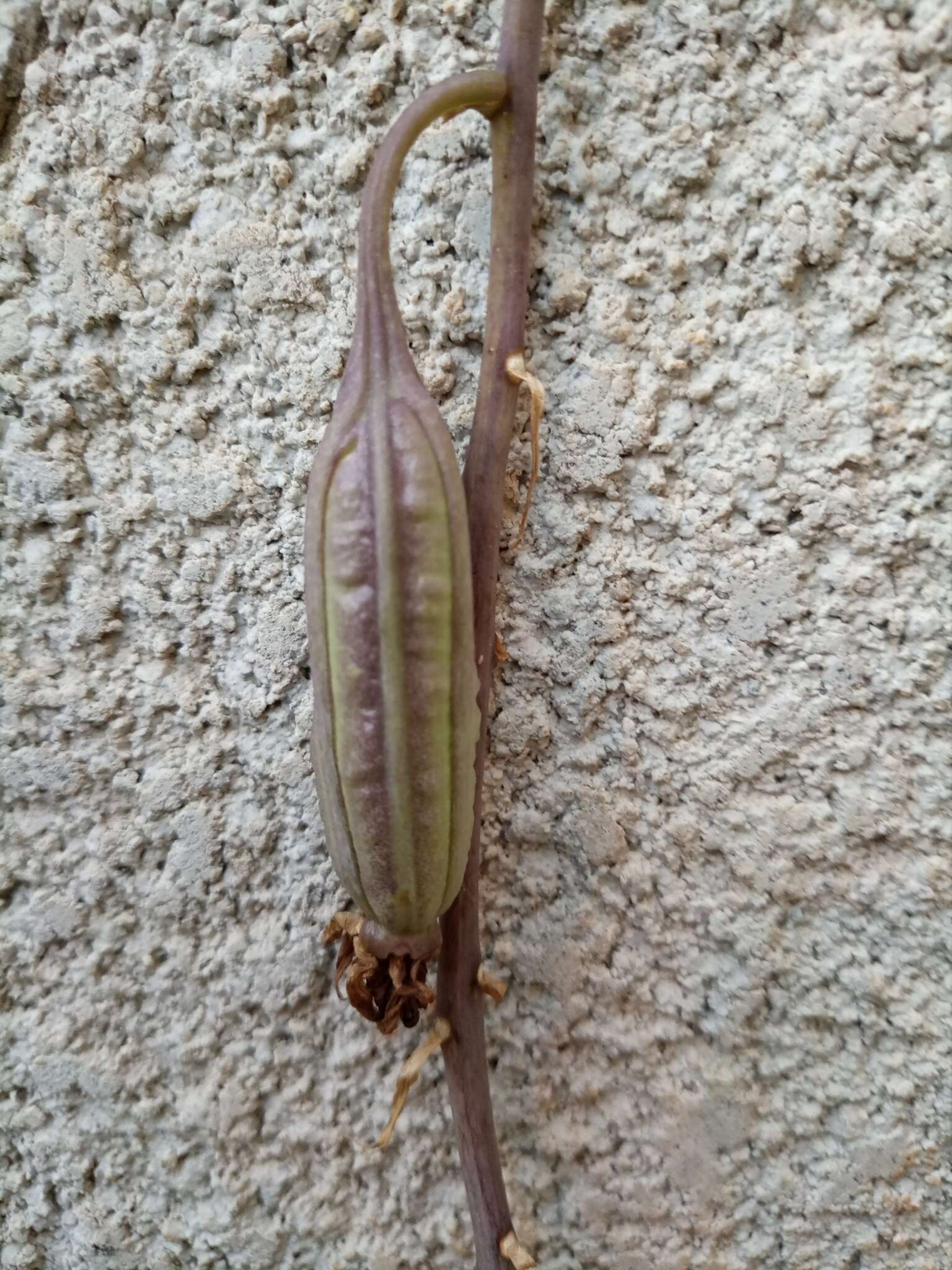 Image of Eulophia cristata (Afzel. ex Sw.) Steud.