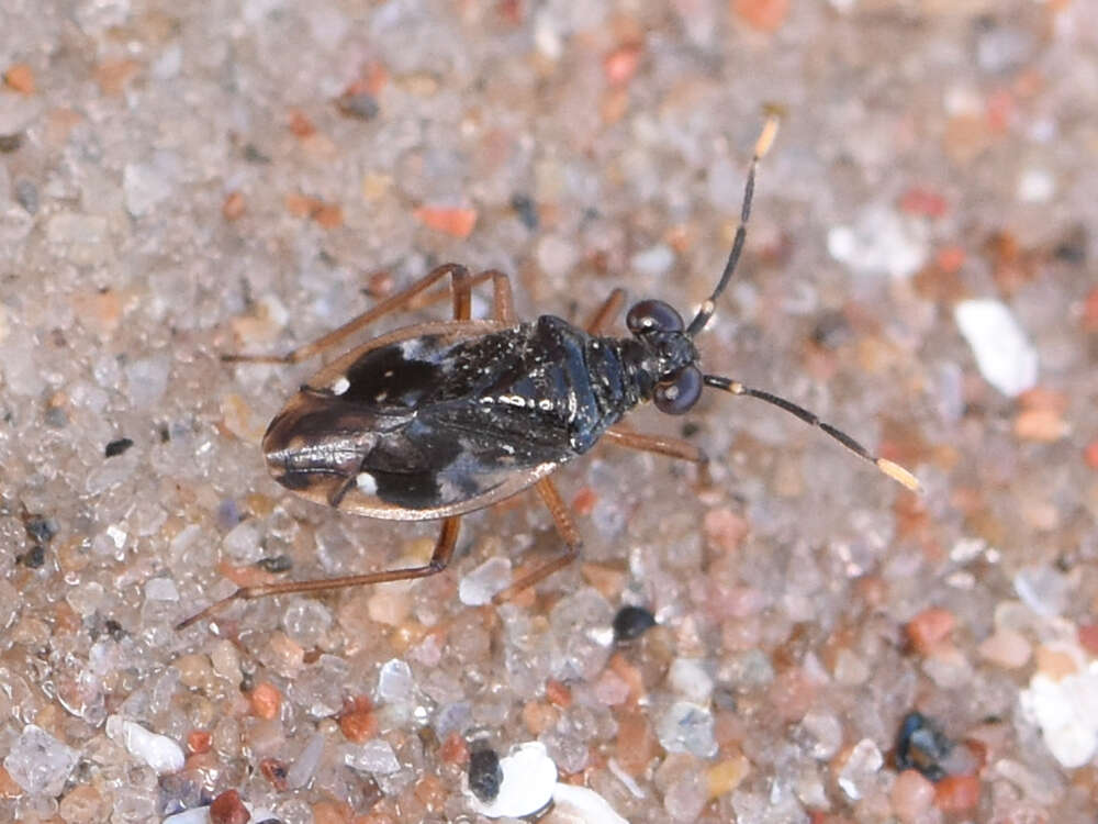 صورة Chartoscirta elegantula (Fallén 1807)