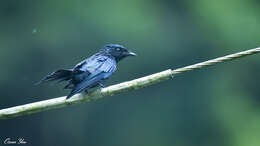 Image de Drongo bronzé