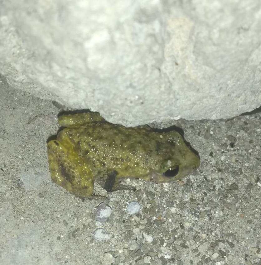 Image of Spotted Chirping Frog