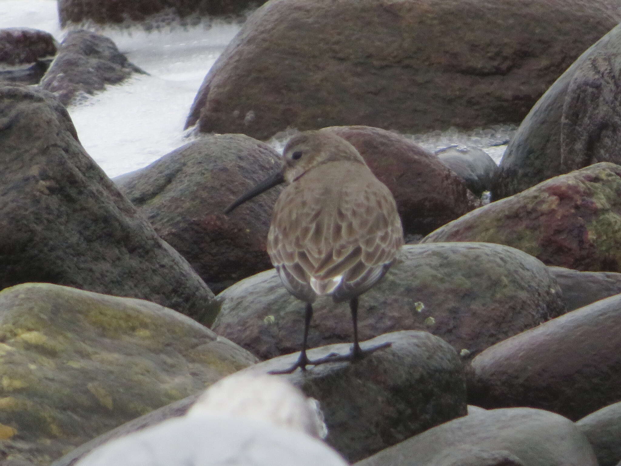 Image of Calidris alpina hudsonia (Todd 1953)