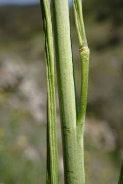 Image of Conringia austriaca (Jacq.) Sweet