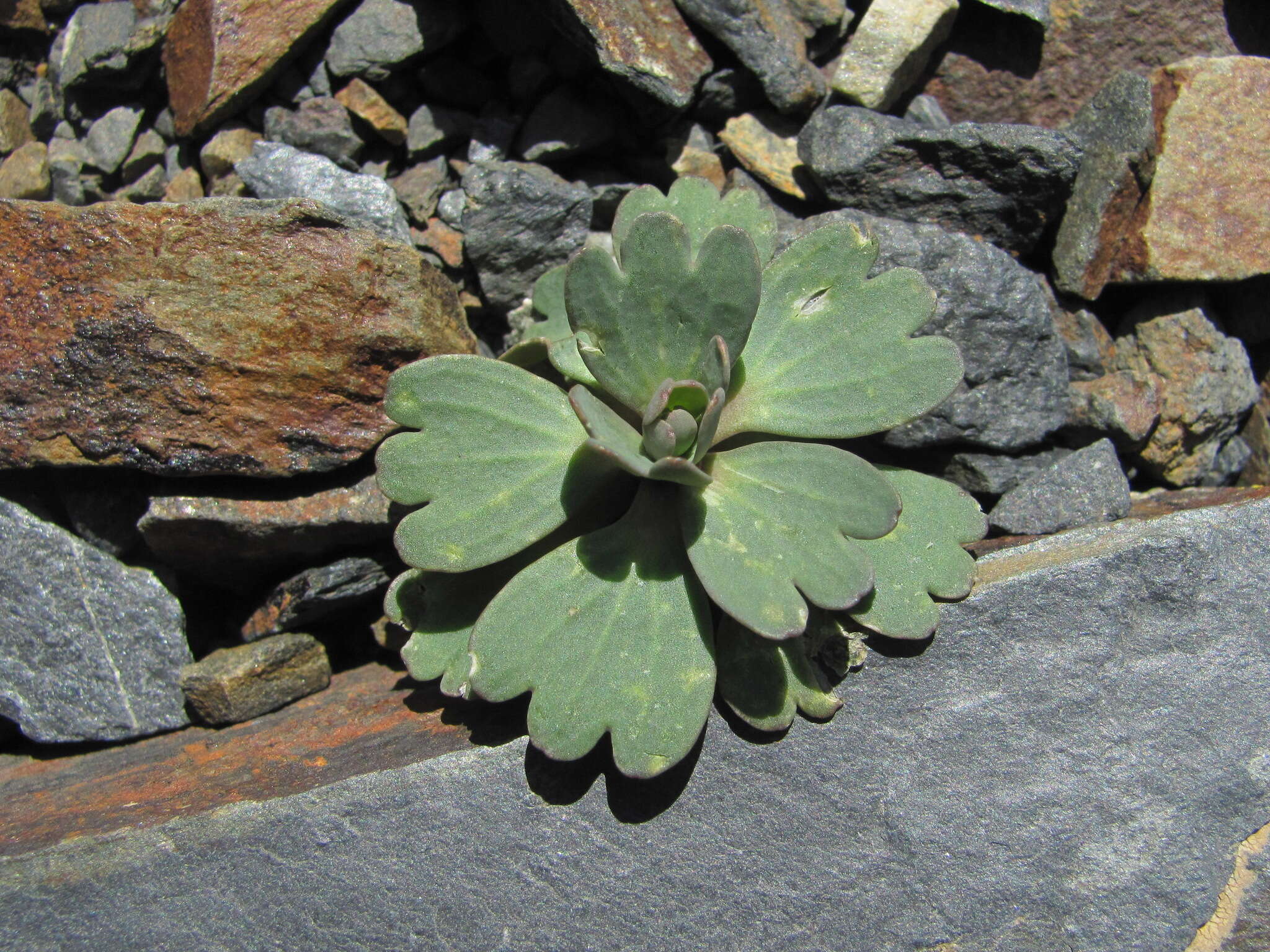 Pseudovesicaria digitata (C. A. Mey.) Rupr. resmi