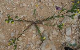 Image de Linum trigynum L.