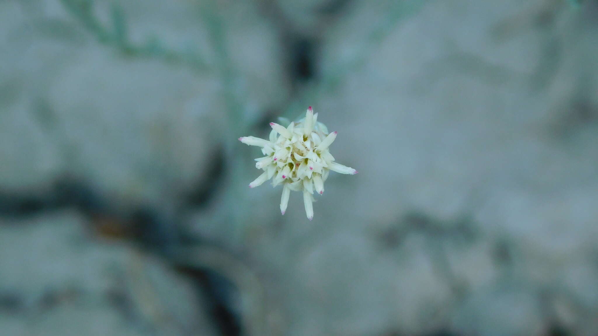 Image of Pseudobaccharis tenella (Hook. & Arn.) Cabrera