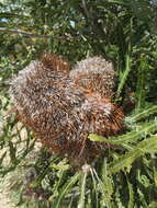 Image of Banksia prionotes Lindl.