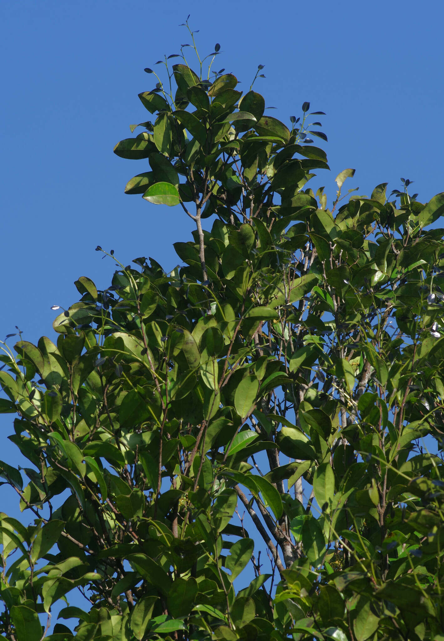 Image of Bocoa prouacensis Aubl.