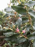 Image of Fragrant Grove Honeysuckle