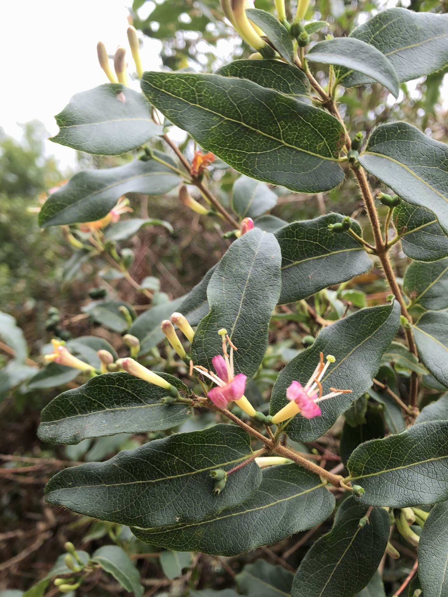 Image de Lonicera acuminata Wall.