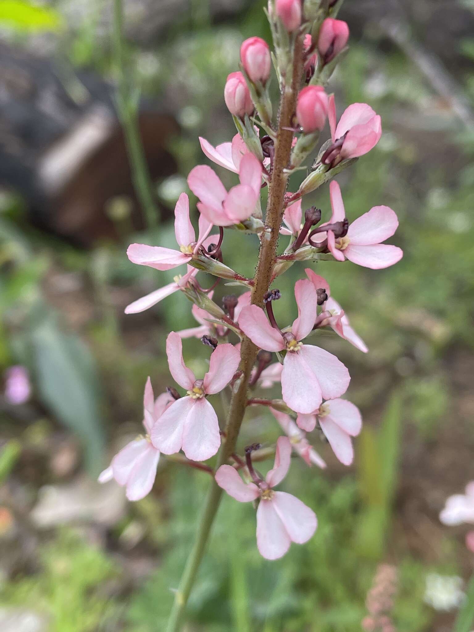 Image de Stylidium lowrieanum S. Carlquist