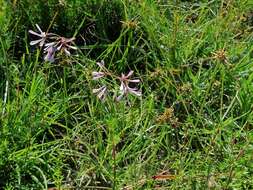 Image de Ceropegia rubella (E. Mey.) Bruyns