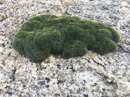 Image of oval dry rock moss